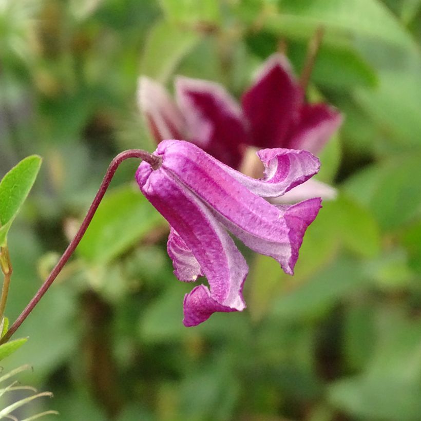 Clématite - Clematis viticella Queen Mother (Flowering)
