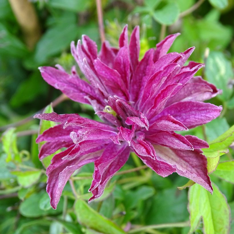 Clématite - Clematis viticella Rosalyn (Flowering)
