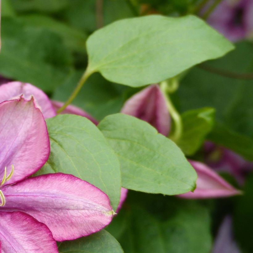 Clematite - Clematis Paradiso (Foliage)