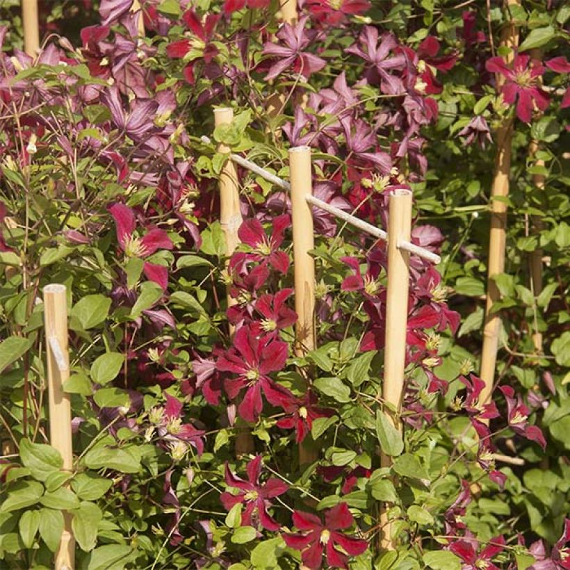 Clématite - Clematis Ruutel (Flowering)