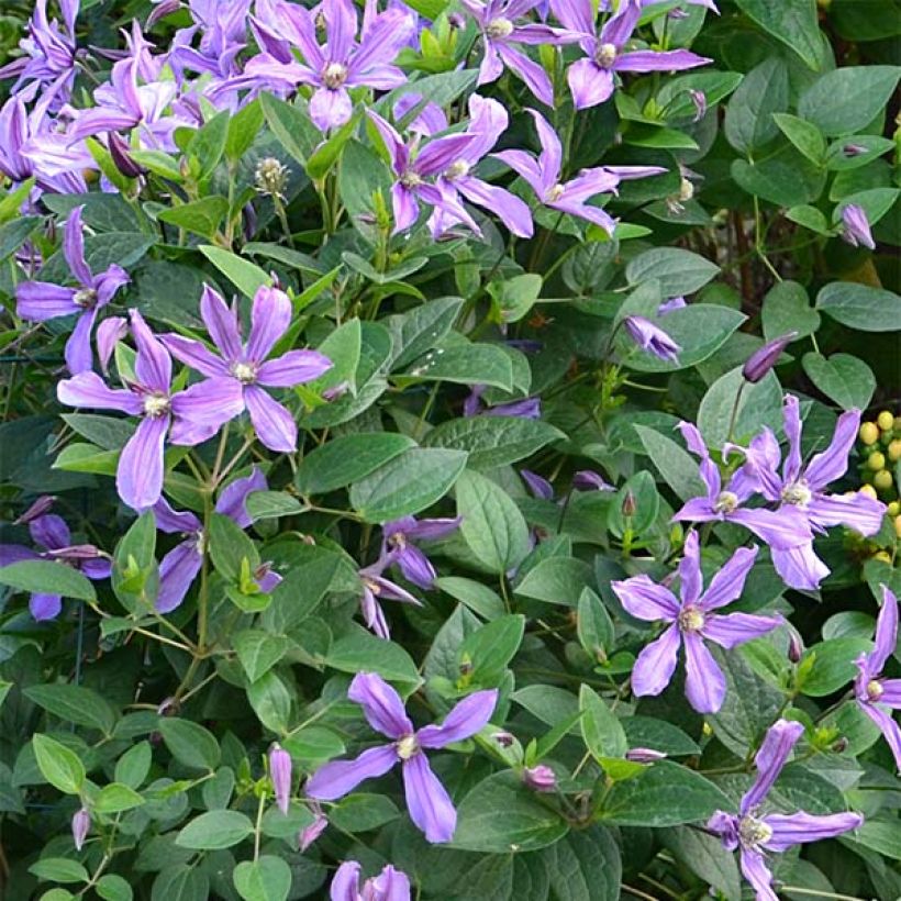 Clématite - Clematis Saphyra Estrella (Flowering)
