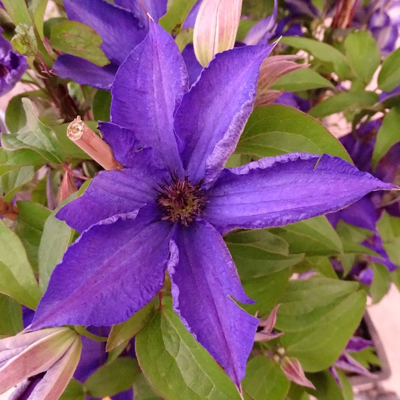 Clématite Viva la Vida (Flowering)