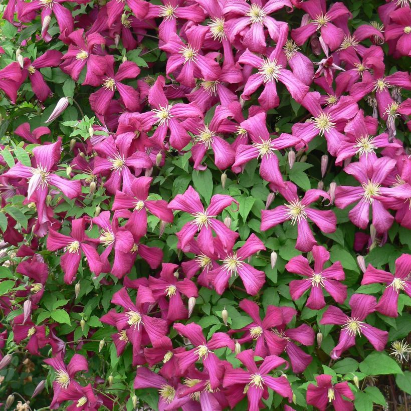 Clématite - Clematis Niobe (Flowering)