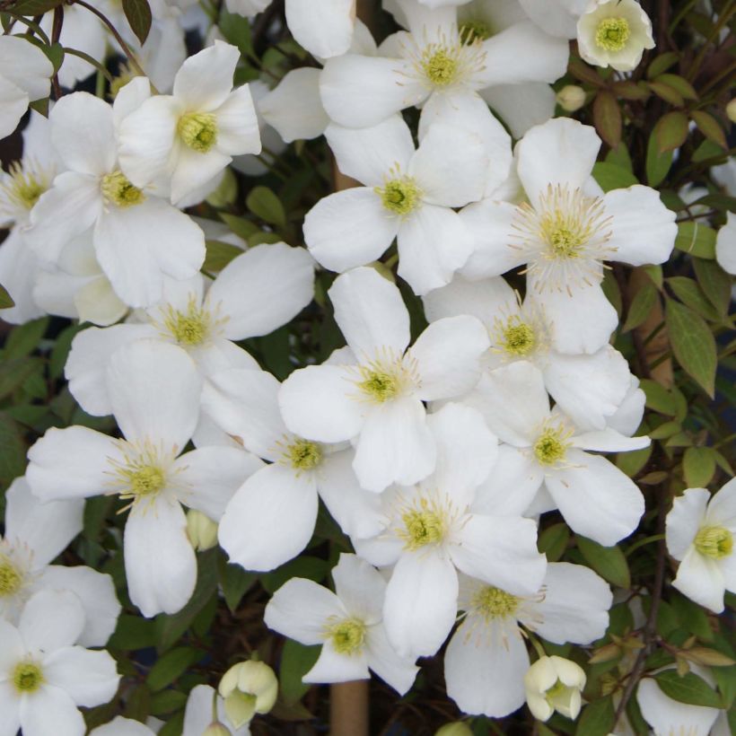 Clématite - Clematis montana Spring Joy (Flowering)