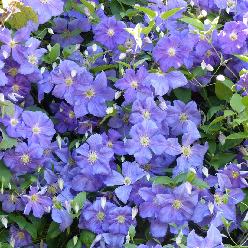 Clématite - Clematis viticella Perle d'Azur (Flowering)
