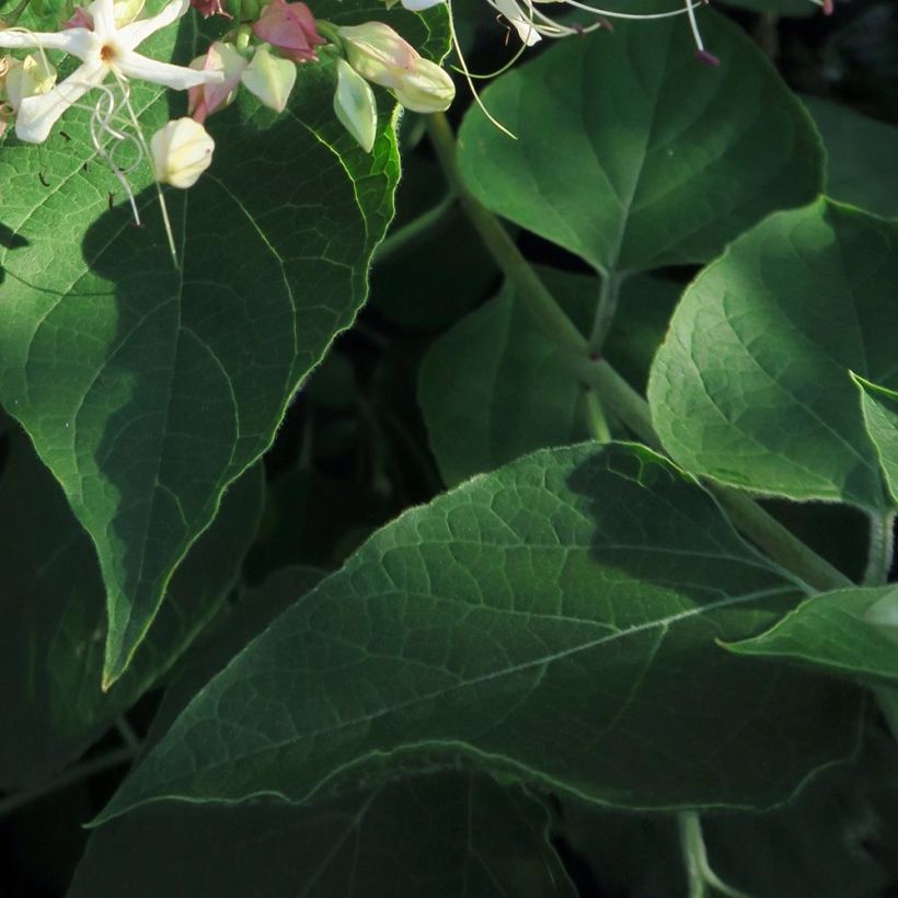 Arbre du clergé Fargesii - Clerodendrum trichotomum Fargesii (Foliage)