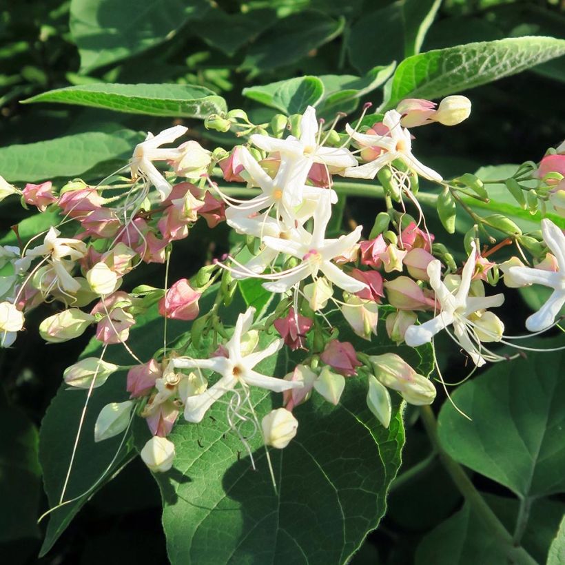 Arbre du clergé Fargesii - Clerodendrum trichotomum Fargesii (Flowering)
