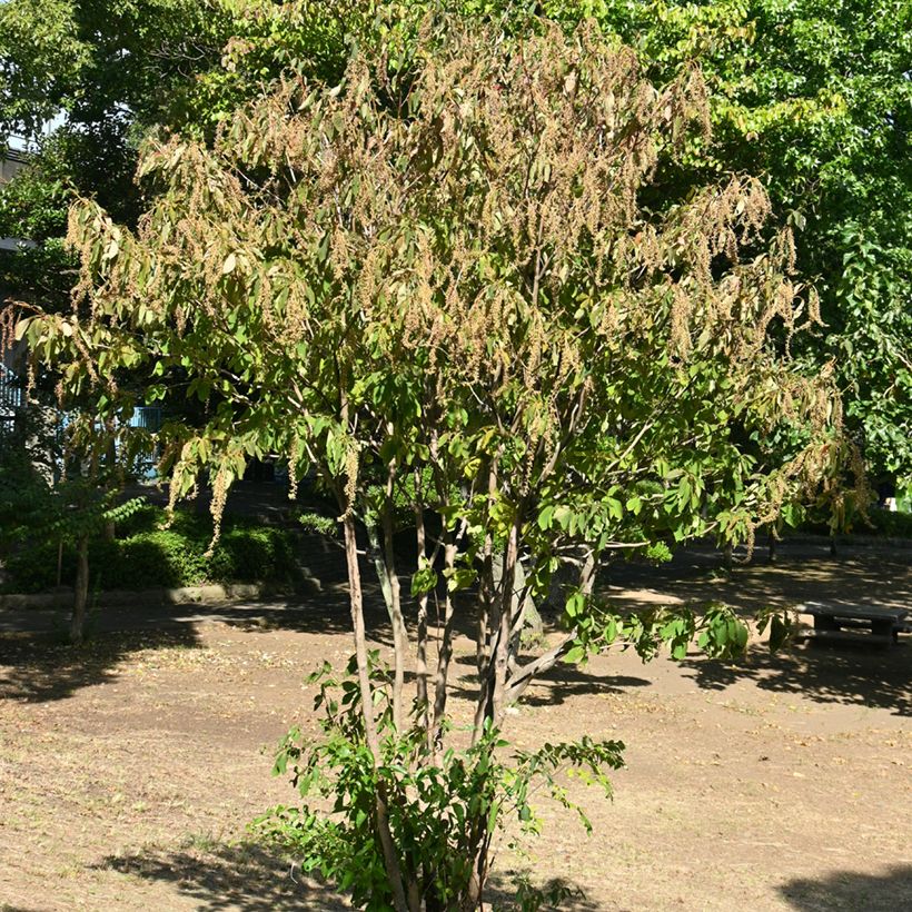 Clethra barbinervis - Clèthre du Japon (Plant habit)
