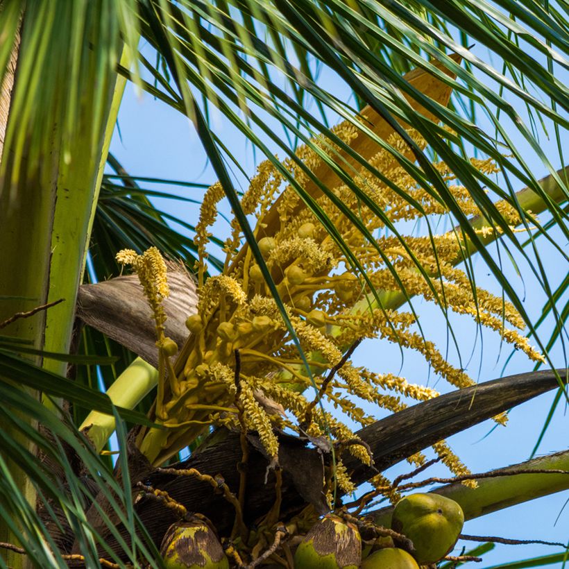 Cocos nucifera - Cocotier (Flowering)