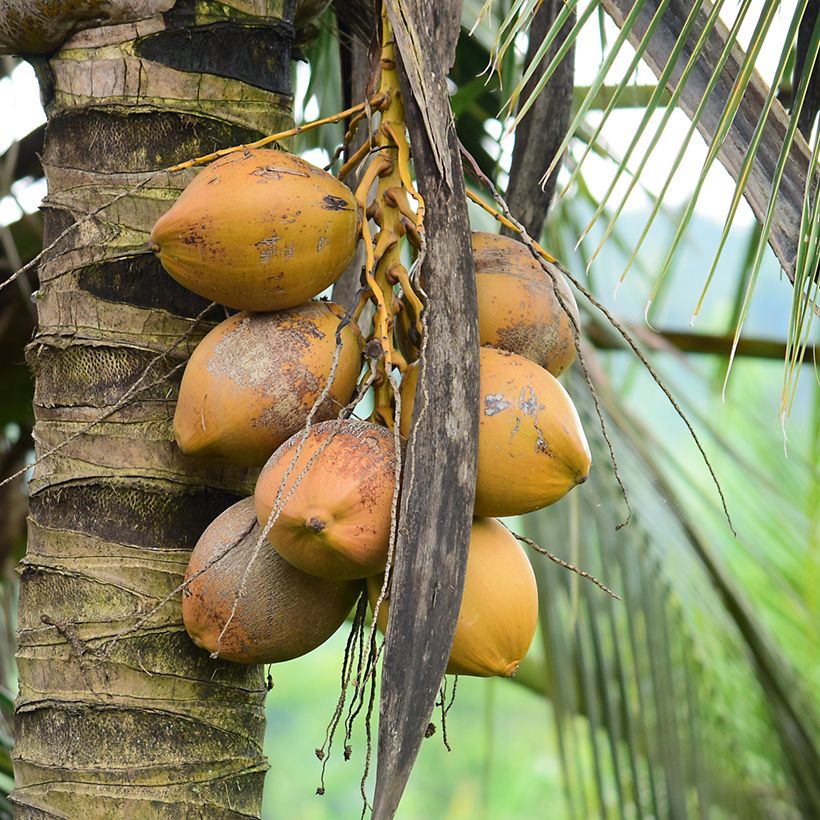 Cocos nucifera - Cocotier (Harvest)