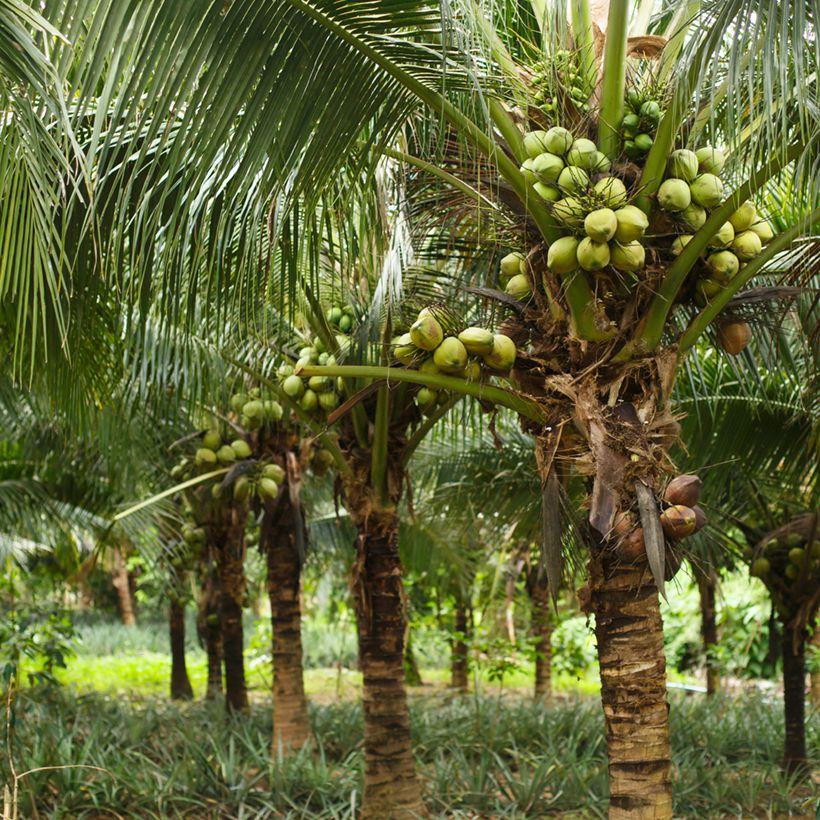 Cocos nucifera - Cocotier (Plant habit)