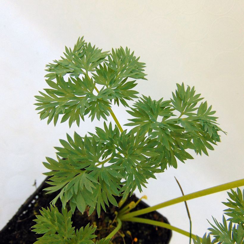 Coeur de Marie - Dicentra Ivory Hearts (Foliage)
