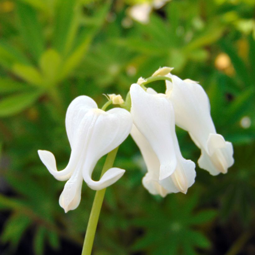 Coeur de Marie - Dicentra Ivory Hearts (Flowering)
