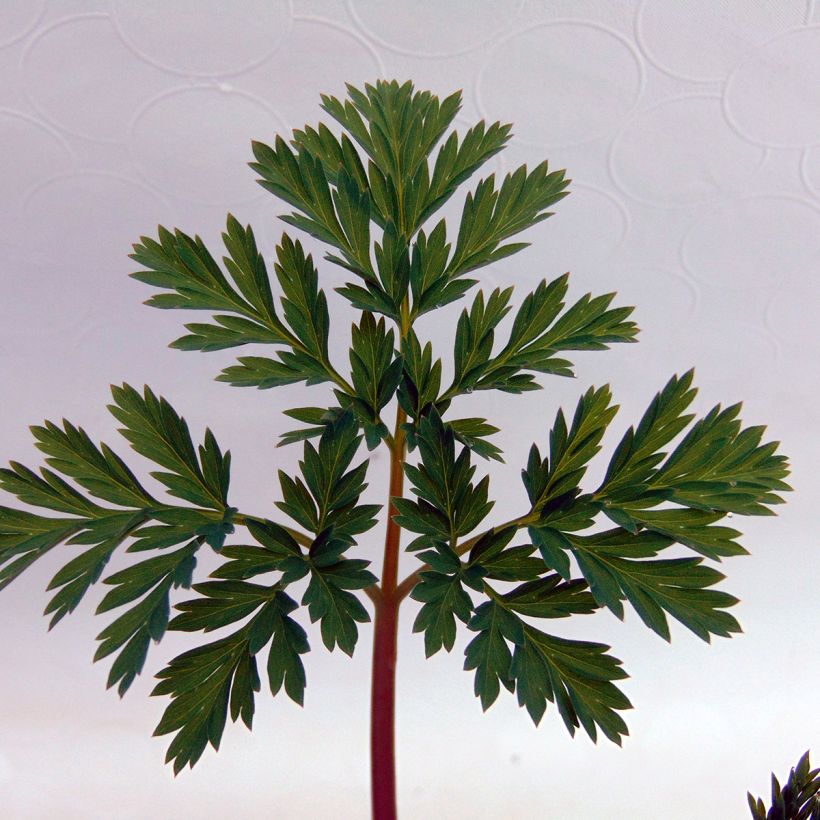 Coeur de Marie - Dicentra eximia Stuart Boothman (Foliage)