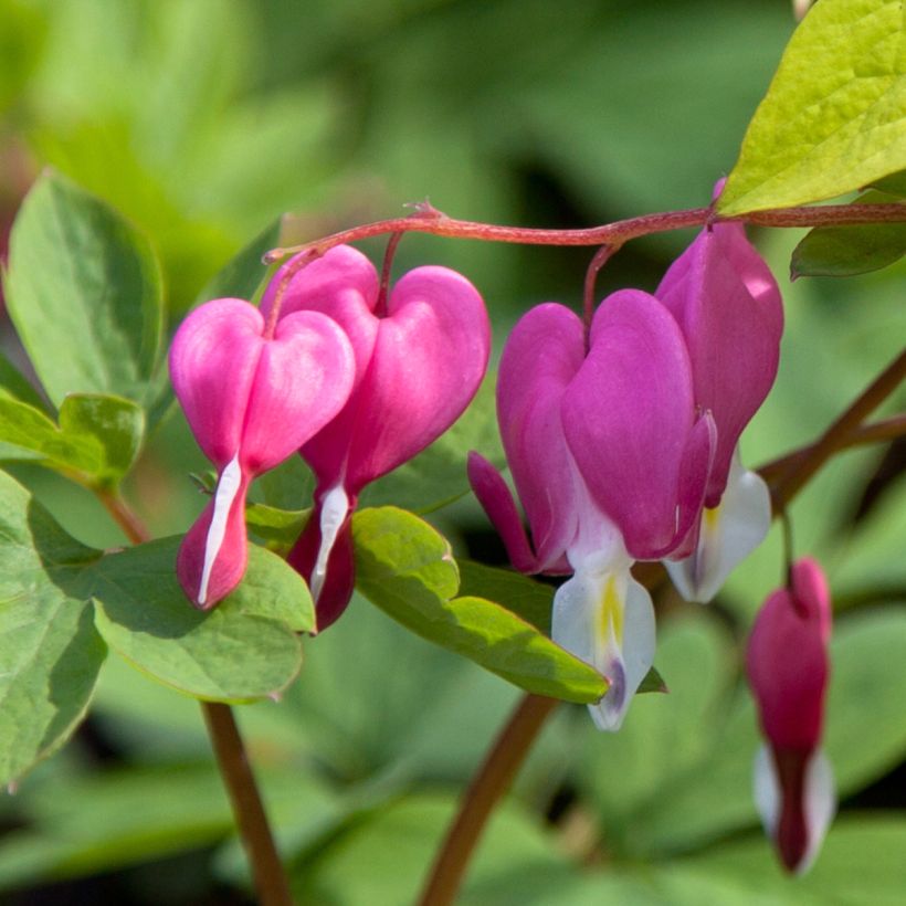 Coeur de Marie - Dicentra spectabilis Yellow Leaf (Flowering)
