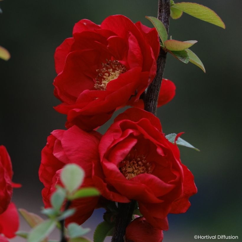 Cognassier du Japon - Chaenomeles speciosa Double Delice Love (Flowering)