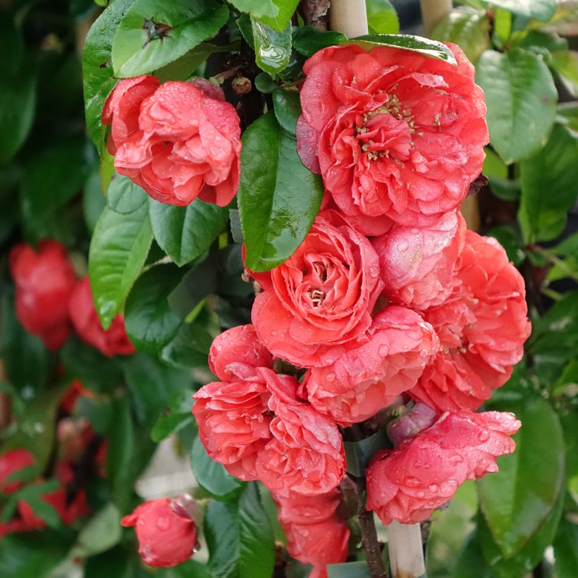 Cognassier du Japon - Chaenomeles speciosa Mango Storm (Flowering)
