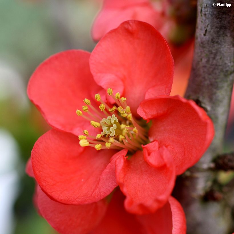 Cognassier du Japon - Chaenomeles speciosa Red Kimono (Flowering)