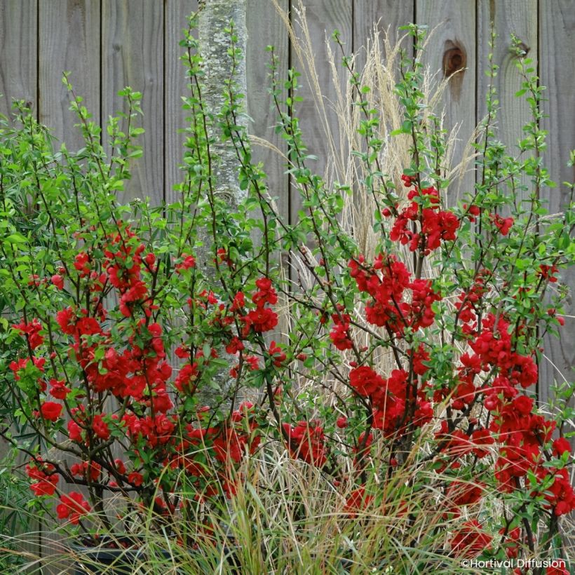 Cognassier du Japon - Chaenomeles speciosa Double Delice Rouge Baiser (Plant habit)
