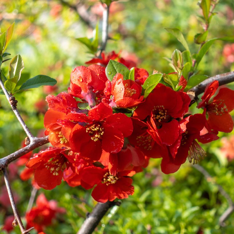 Cognassier du Japon - Chaenomeles x superba Texas Scarlet (Flowering)