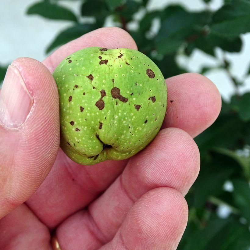 Cognassier du Japon Clementine - Chaenomeles superba (Harvest)