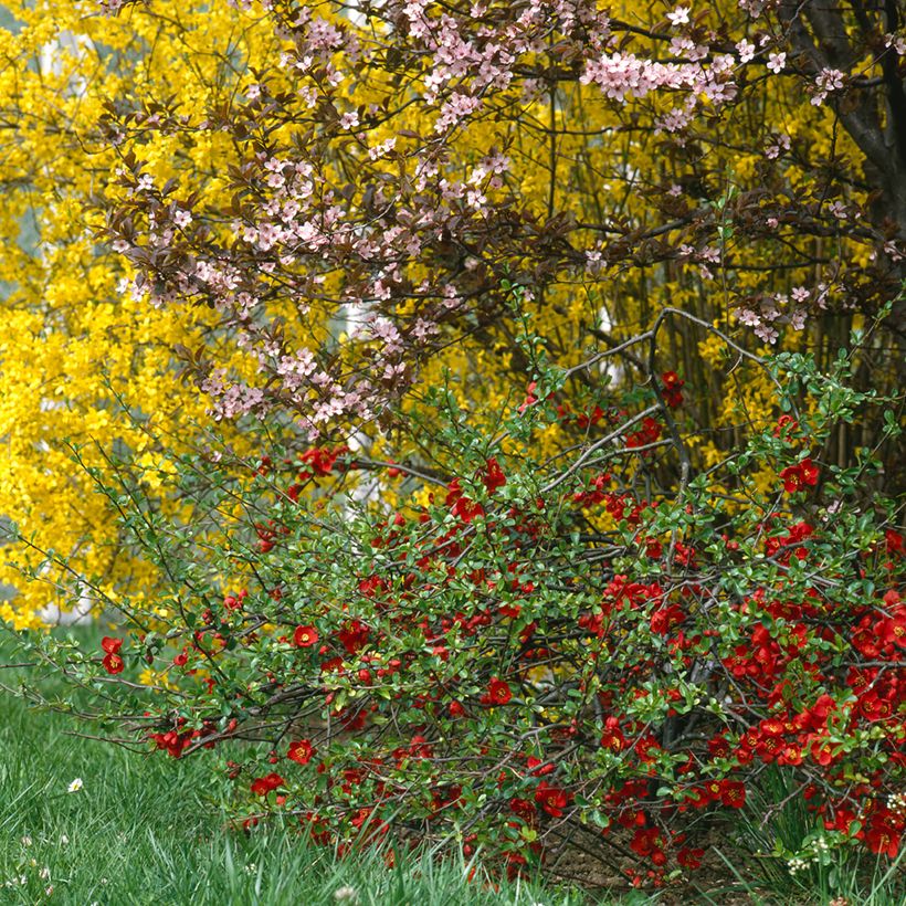 Cognassier du Japon Crimson and Gold - Chaenomeles superba (Plant habit)