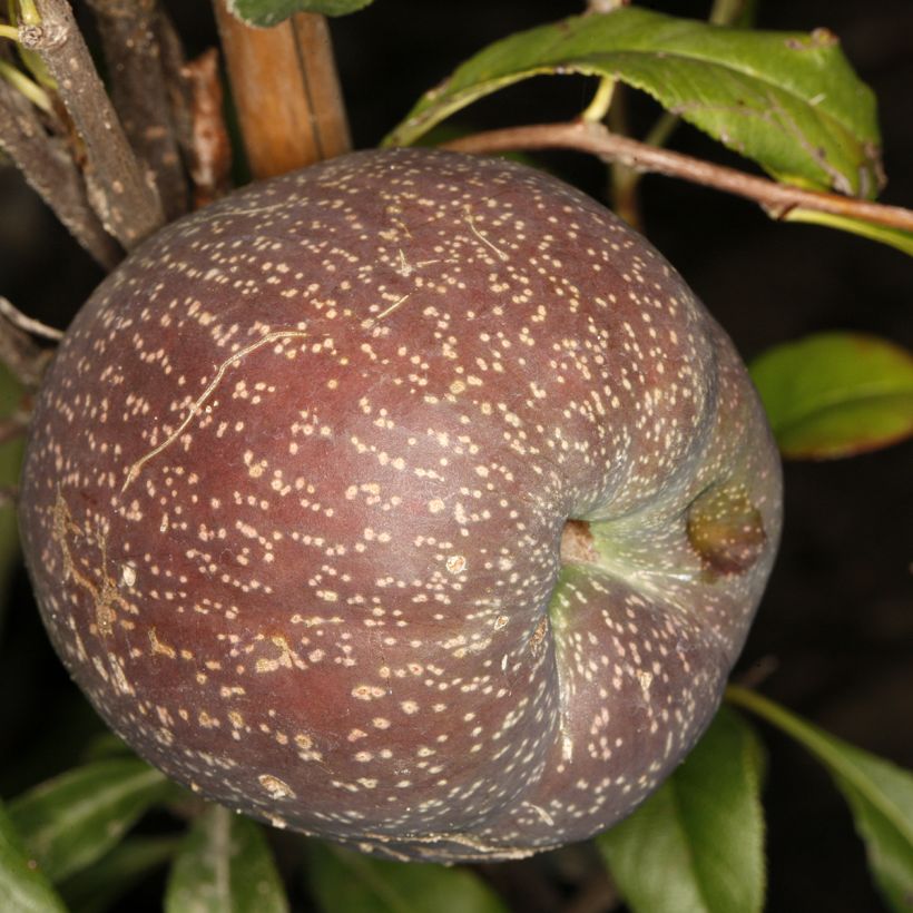 Cognassier du Japon Flocon Rose - Chaenomeles speciosa (Harvest)