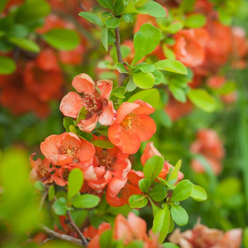 Cognassier du Japon Friesdorfer - Chaenomeles speciosa  (Flowering)