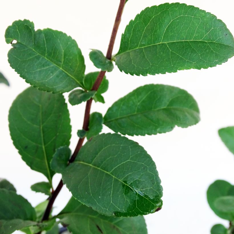 Cognassier du Japon Pink Storm - Chaenomeles speciosa  (Foliage)