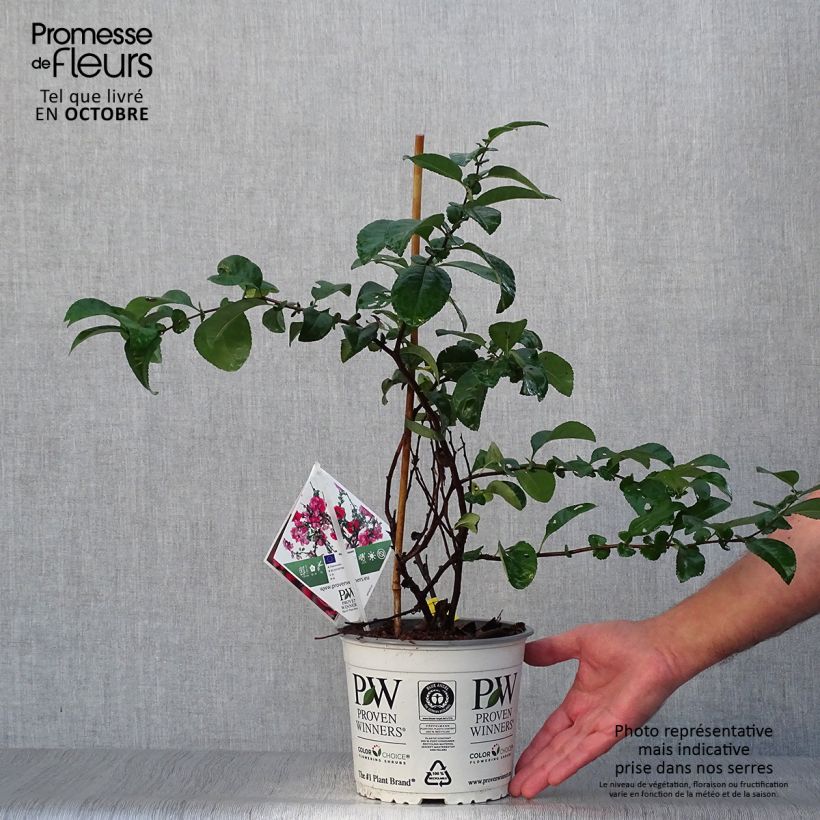 Example of Cognassier du Japon Pink Storm - Chaenomeles speciosa  Pot de 2L/3L as you get in automne