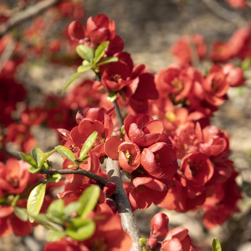 Cognassier du Japon Rubra - Chaenomeles speciosa (Flowering)