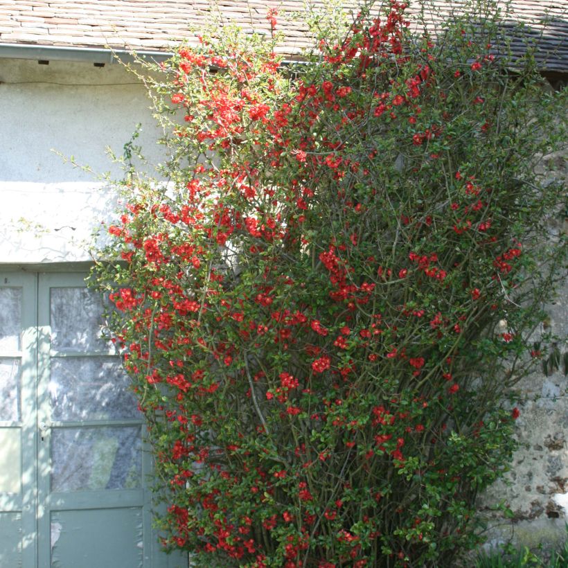 Cognassier du Japon Fire dance - Chaenomeles × superba  (Plant habit)