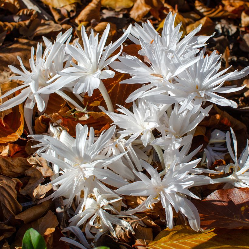Colchique Autumnale Alboplenum (Plant habit)