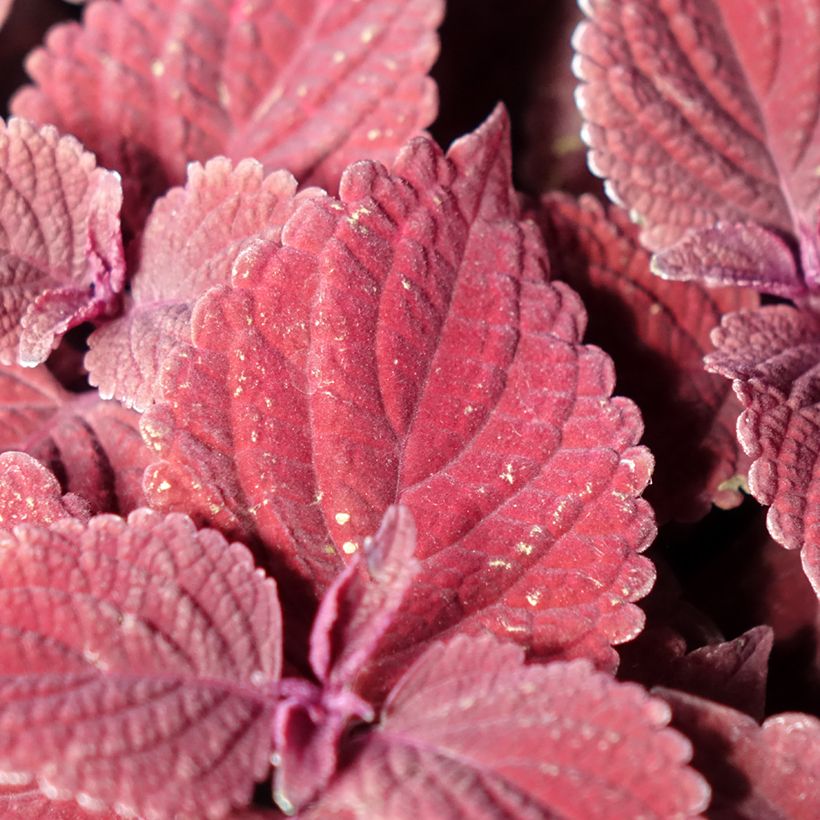 Coleus MS Second Street (Foliage)