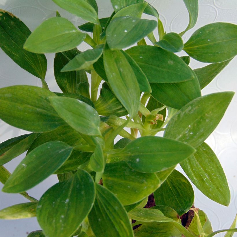 Collection 3 Alstroemères Inticancha (Foliage)
