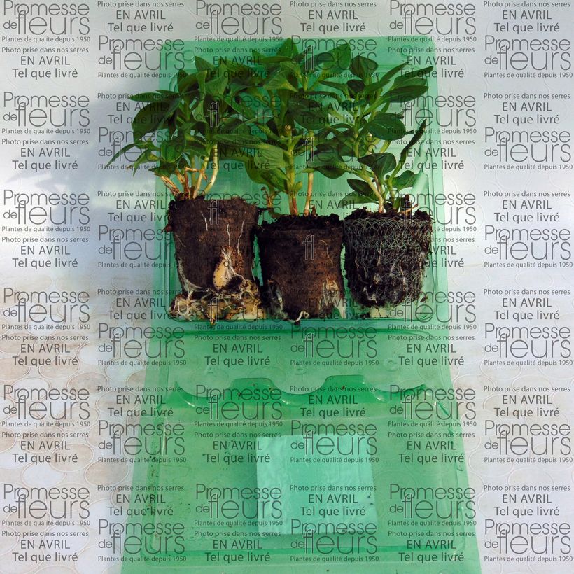 Example of Collection 3 Alstroemères Inticancha as you get