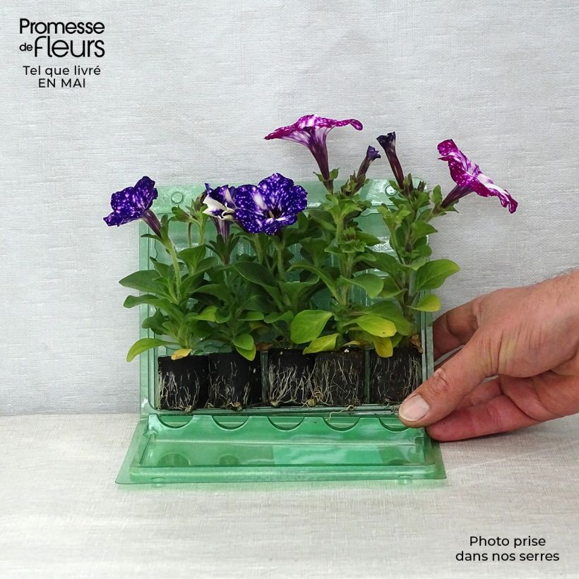 Example of Collection Duo de pétunias Night Sky et Royal Sky as you get in printemps