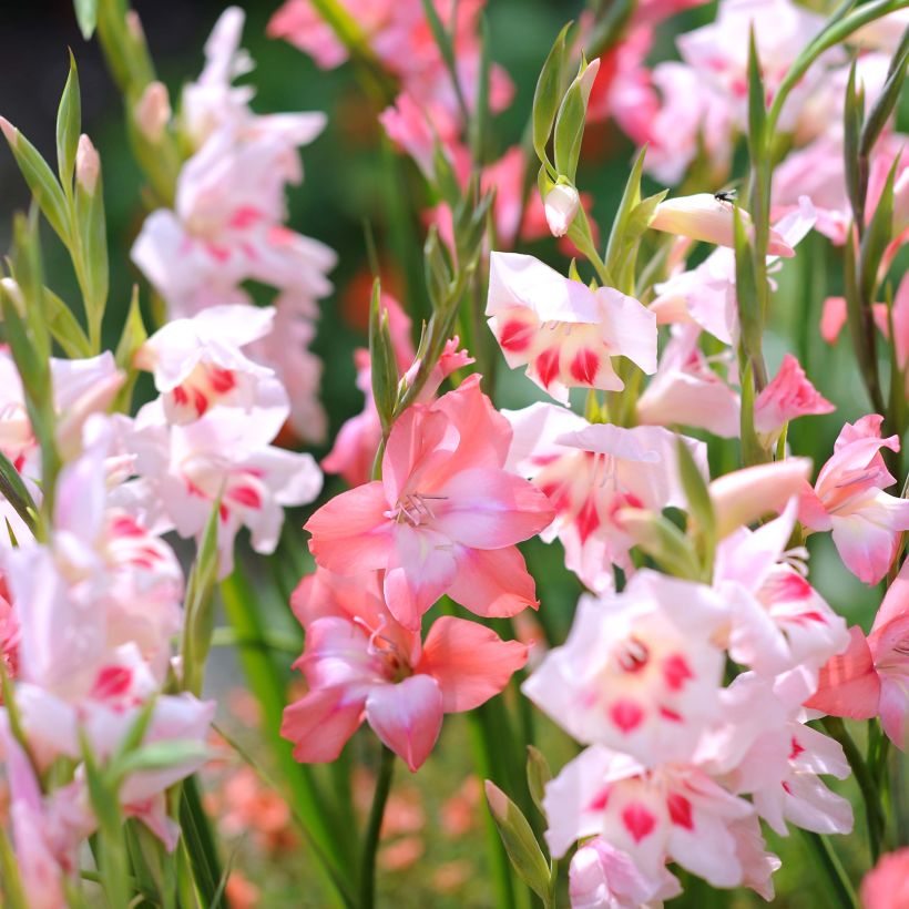 Collection Glaïeuls nains (Flowering)