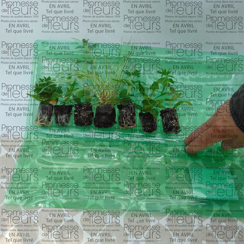 Example of Collection Jardinière Bleue - 6 variétés d'annuelles as you get