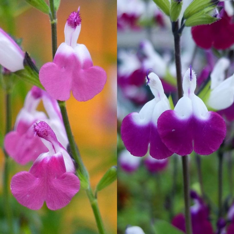 Collection sauges arbustives Lips  (Flowering)