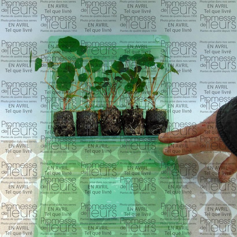 Example of Collection de 5 Capucines (Tropaeolum majus) as you get