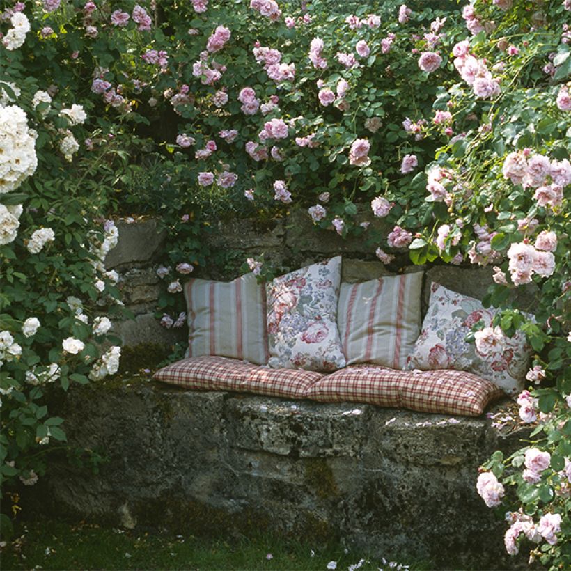 Collection rosiers grimpants romantiques (Flowering)