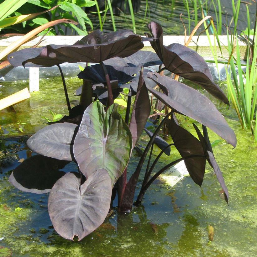 Colocasia Kona Coffee - Taro (Plant habit)