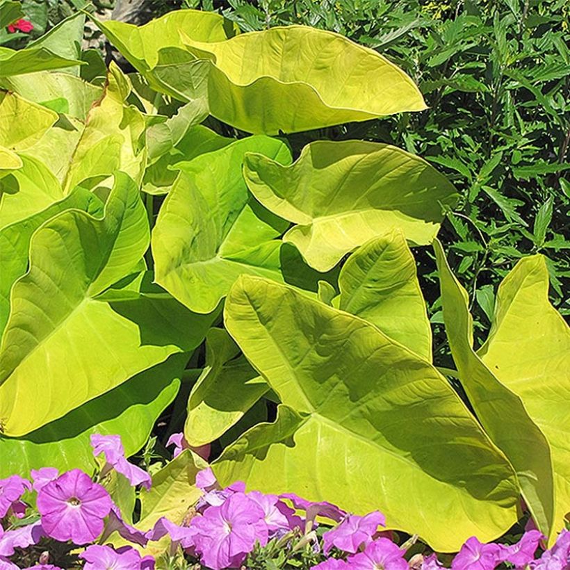 Colocasia Maui Gold - Taro (Plant habit)