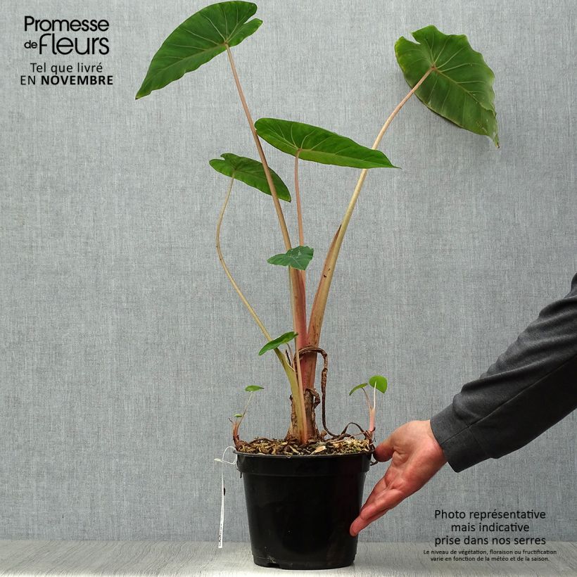 Example of Colocasia Pink China - Oreille d'Eléphant Pot de 2L/3L as you get in automne