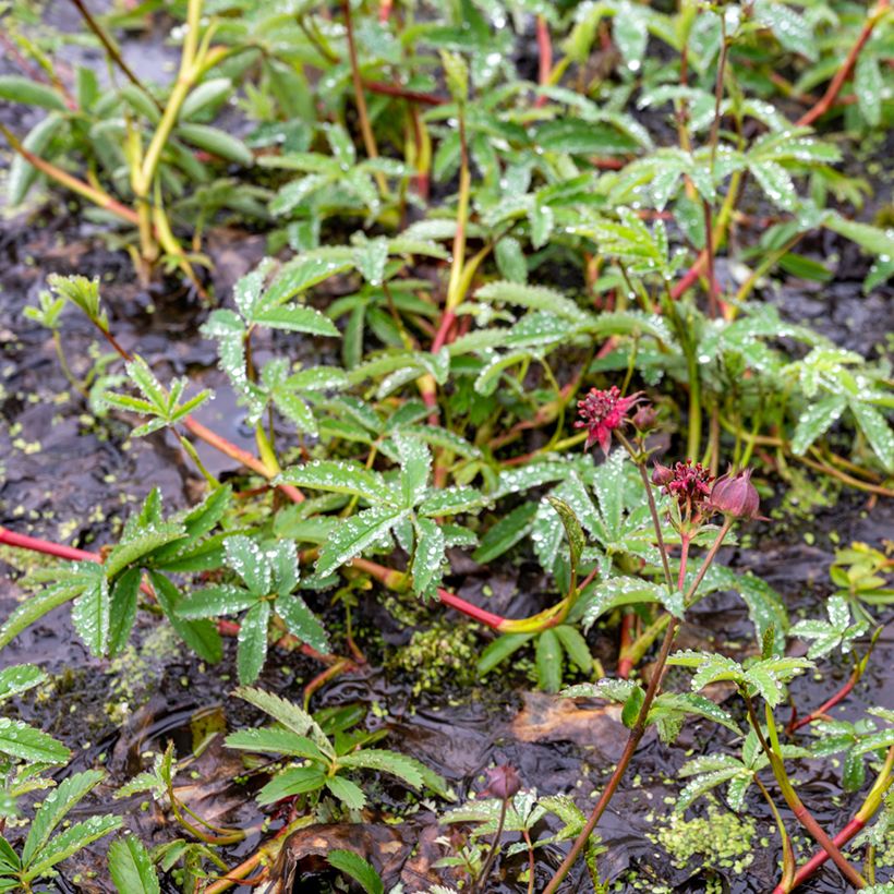 Comarum palustre - Comaret ou Potentille des marais (Plant habit)