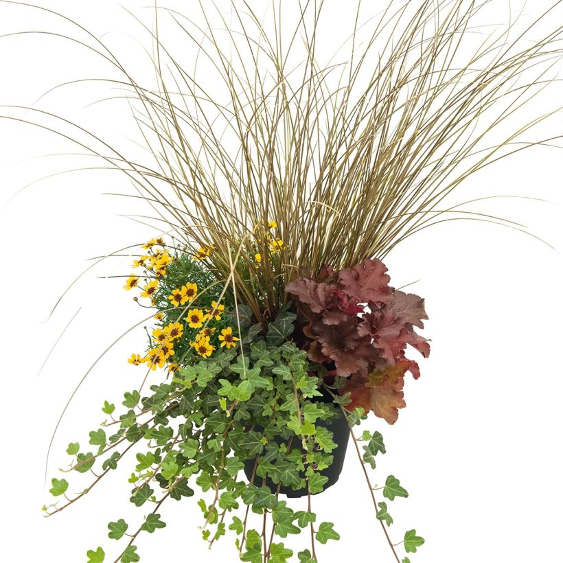 Composition Full of Joy - composition de 4 plantes (Plant habit)