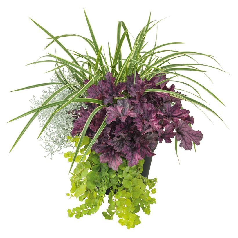Composition Silent Sunday - composition de 4 plantes (Plant habit)