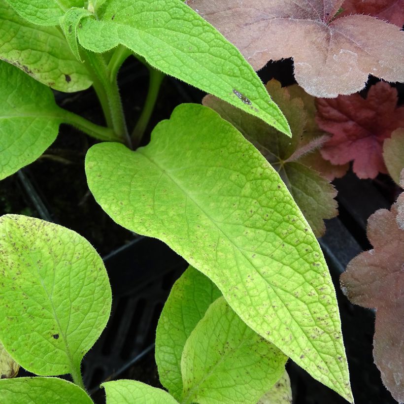 Consoude rouge  - Symphytum rubrum (Foliage)