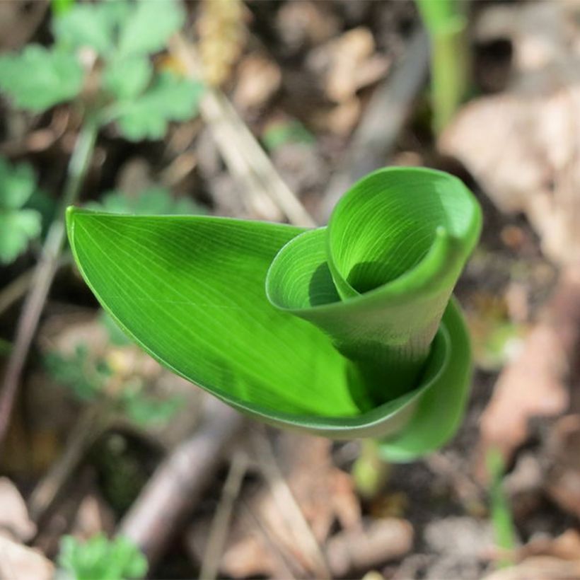 Convallaria majalis Flore Pleno - Muguet à fleurs doubles (Foliage)
